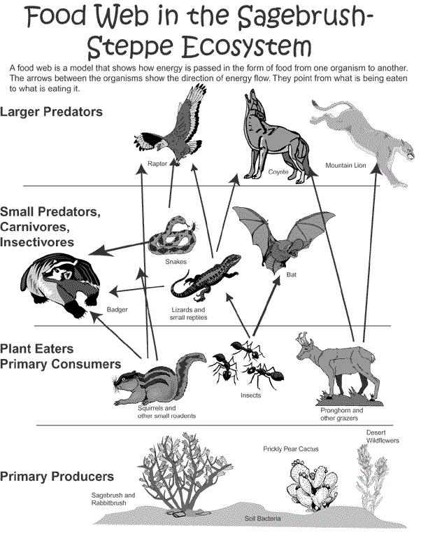 Food Chain Savanna. bounty a food down Thisa