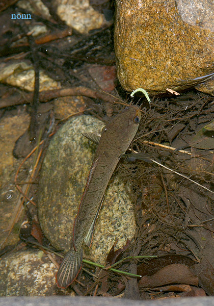 Channa Limbata