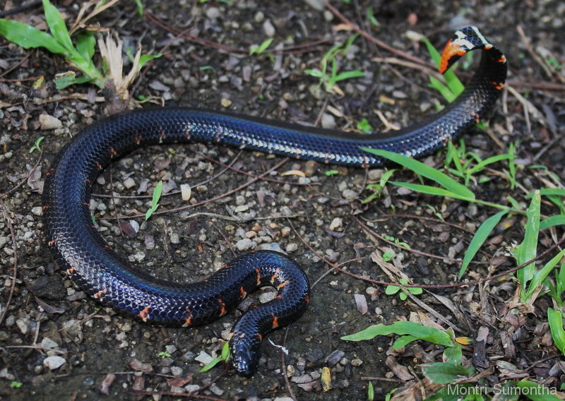 Пятнистая змея (Cylindrophis maculatus)