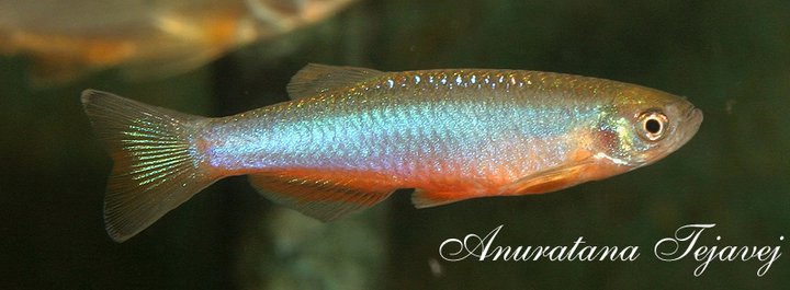 Rosy Danio