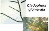 Chlorophyta Division