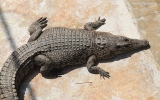 Crocodylia Order