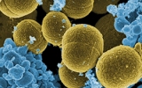Bacteria Domain