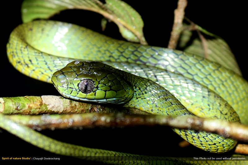 งูเขียวบอน Boiga cyanea