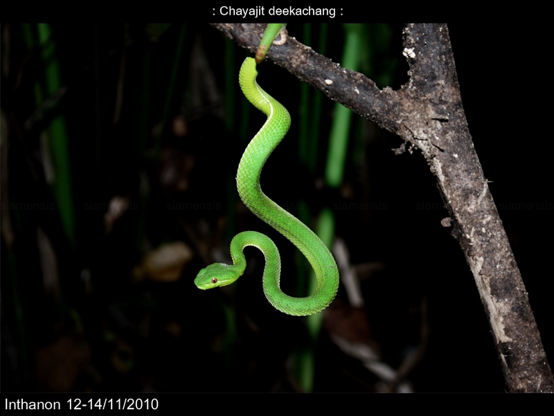 งูเขียวหางไหม้ท้องเขียว (Popeia popeiorum)