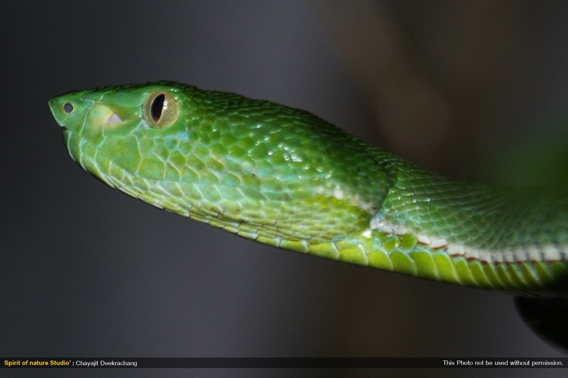 งูเขียวไผ่หางเขียว Viridovipera vogeli