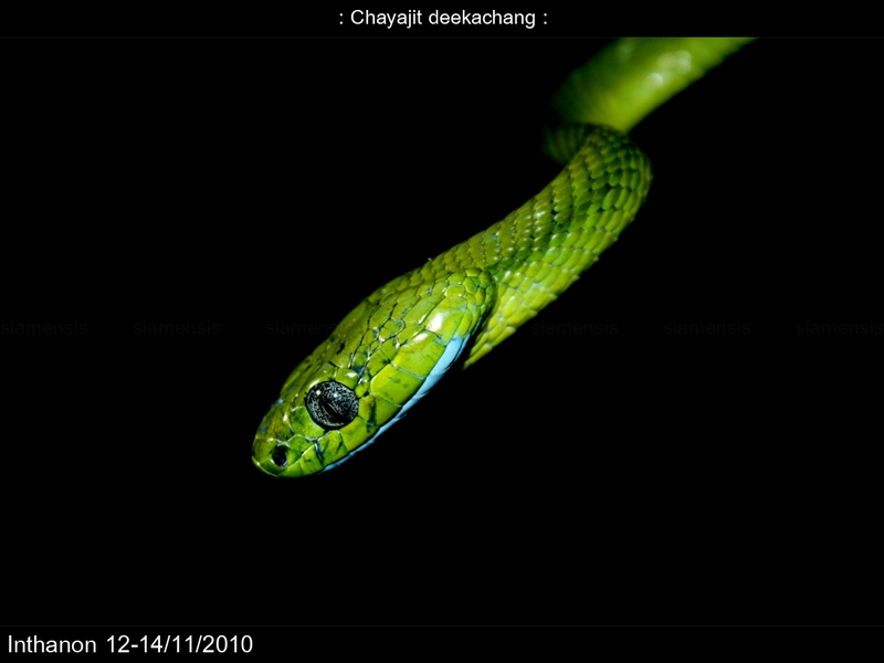 งูเขียวบอน (Boiga cyanea)
