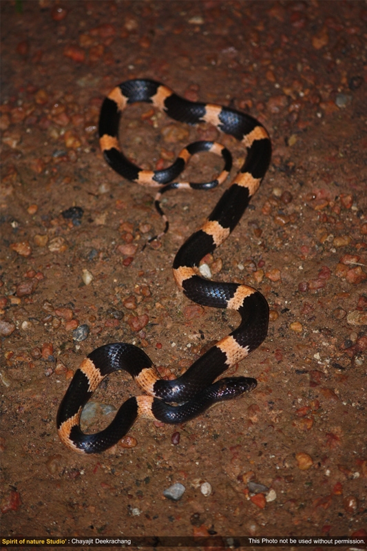 งูปล้องฉนวนเขมร Lycodon cardamomensis