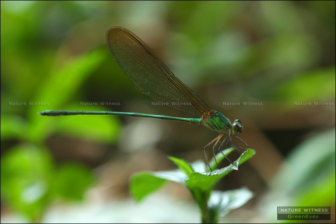 แมลงปอเข็มใหญ่ธรรมดา Vestalis gracilis