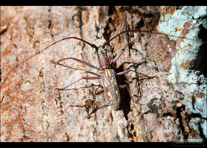 หลังจากเปิด Beetles of Thailand 2nd ก็คิดว่าน่าจะเป็น Olenecamptus dominus