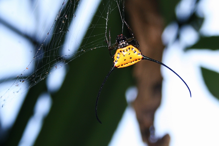 Macracantha arcuata วงศ์ Araneidae