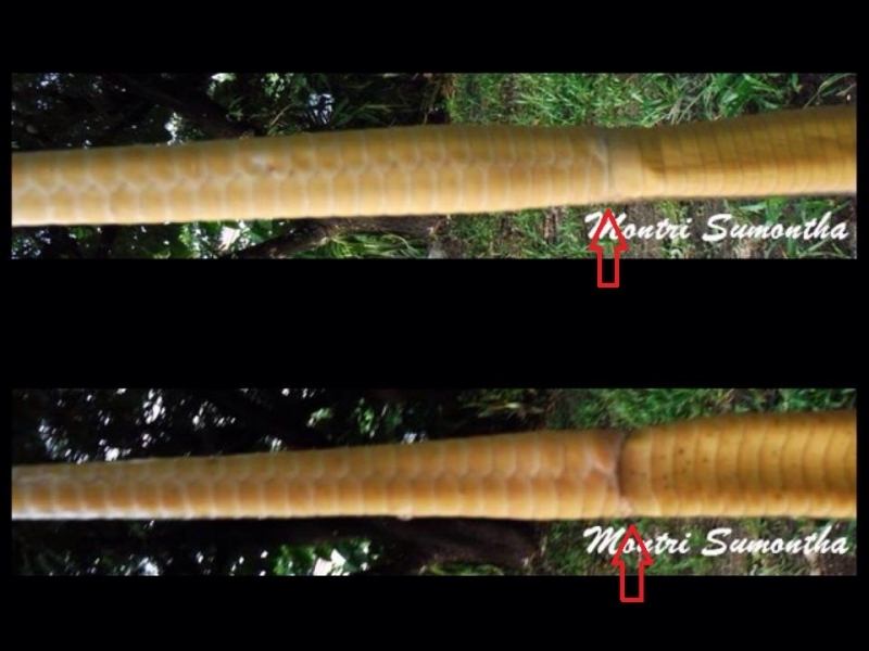 เปรียบเทียบหางงู เมื่อมองจากด้านใต้หาง เห็นลักษณะอวบอูมของตัวผู้ชัดมาก