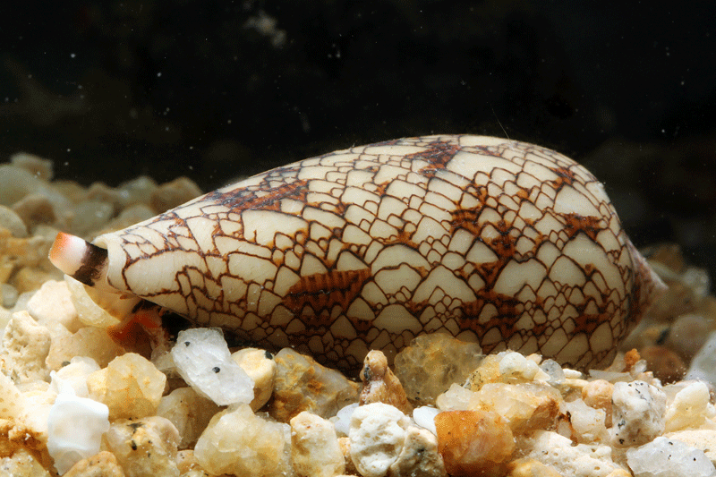 หอยเต้าปูนลายผ้า Conus textile