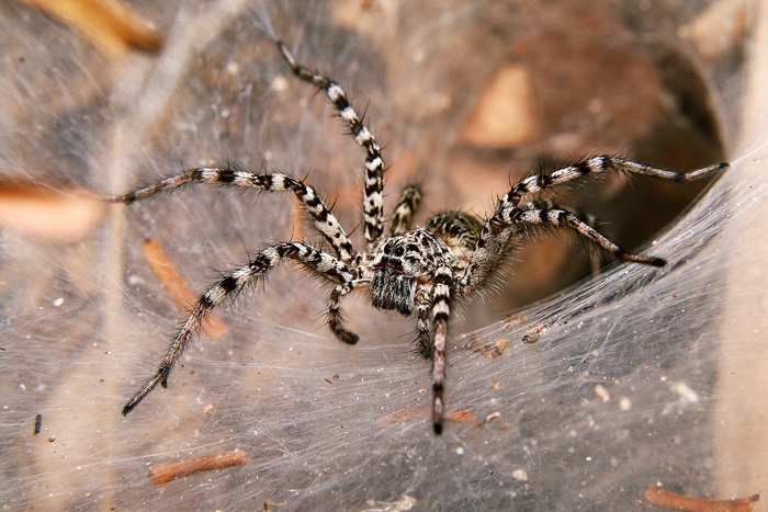 Funnel - web spider วงศ์ Agelenidae