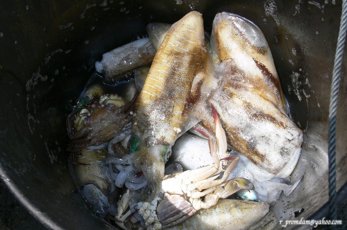 ปลาหมึกหอมและสัตว์น้ำอื่นๆ ที่ได้จากลอบปลาหมึก 