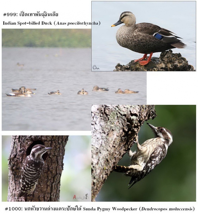 Bird of Thailand: 999th-1000th