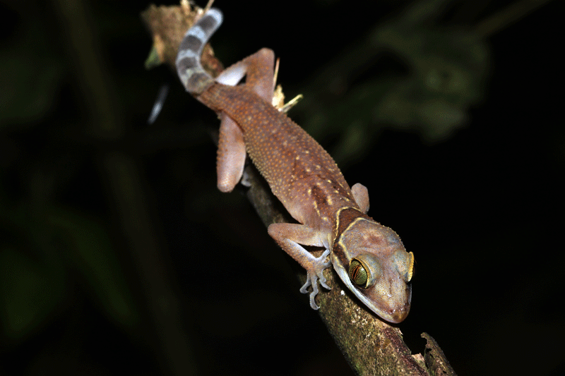 Cyrtodactylus surin2