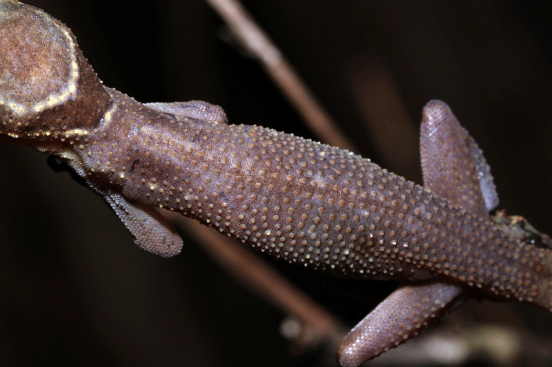 Cyrtodactylus surin5
