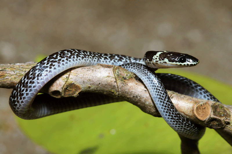 งูปล้องฉนวนสร้อยเหลือง Lycodon capucinus