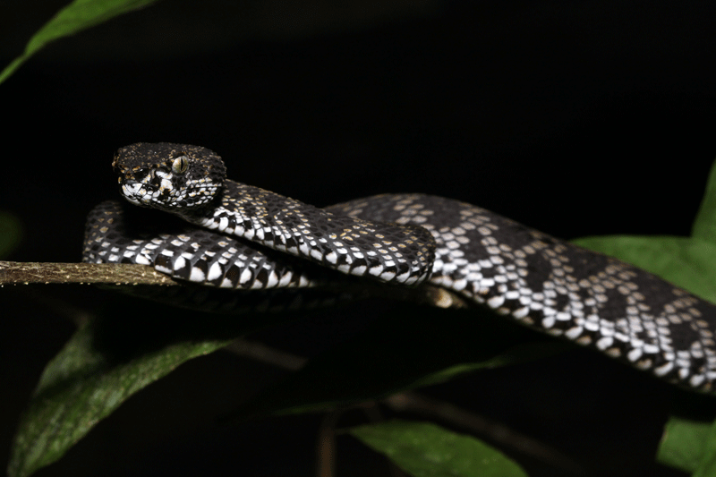 งูพังกา Trimeresurus (Cryptelytrops) purpureomaculatus