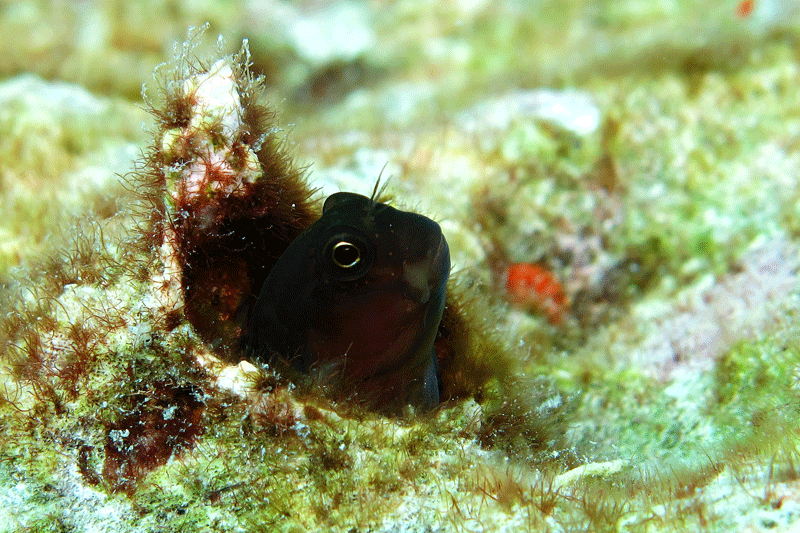 Blenny