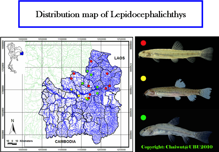 Lepidocephalichthys in lower Mun river