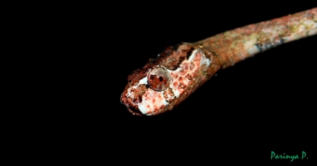 slug snake.jpg
