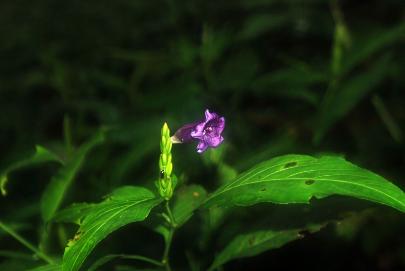 ACANTHACEAE