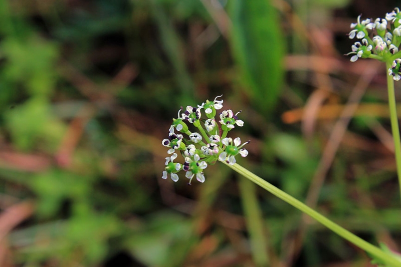 APIACEAE