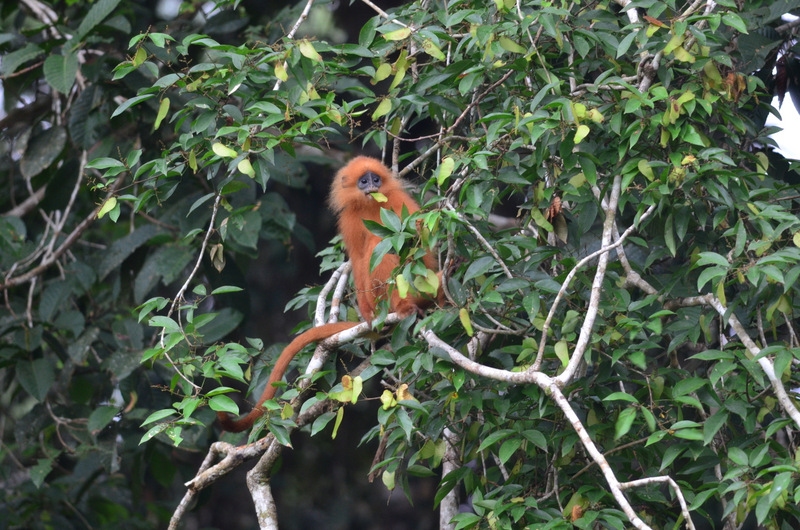 red leaf monkey