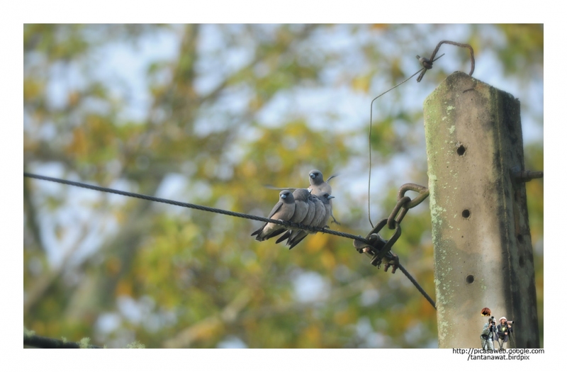 ashy-woodswallow