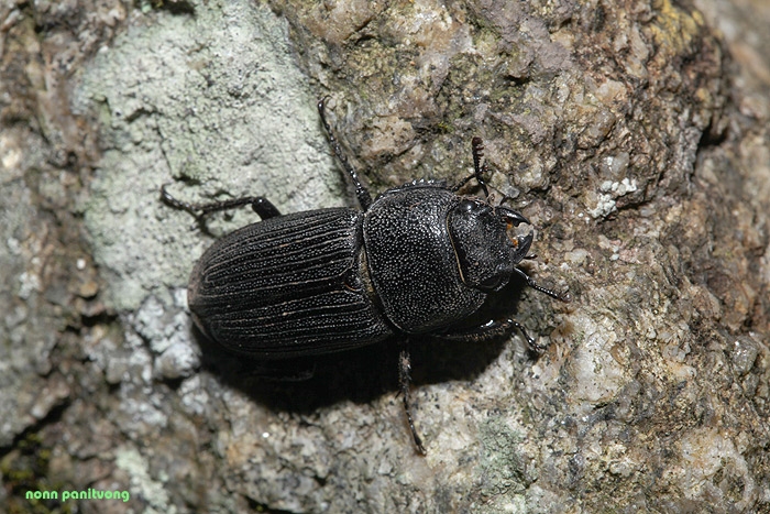 beetle1.jpg