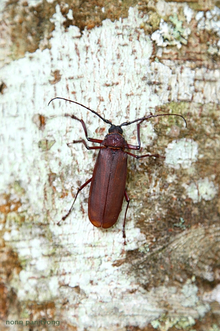 beetle4