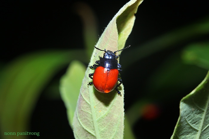 beetle_red.jpg