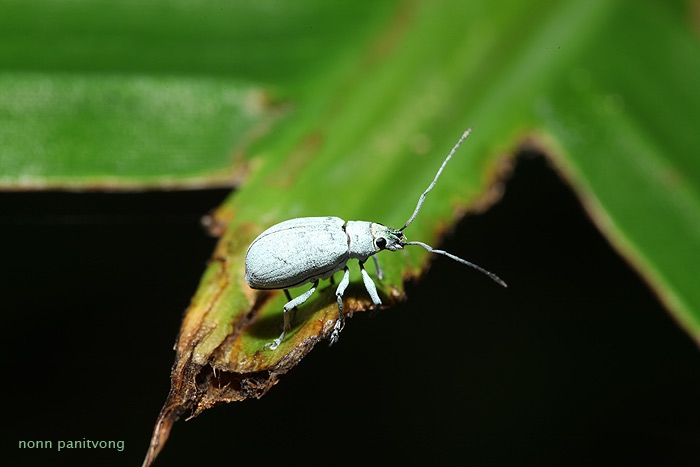 beetle5
