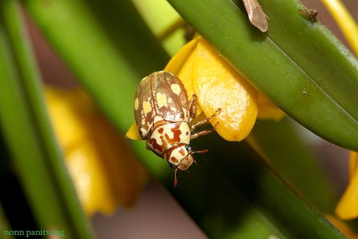 beetle_yellow.jpg
