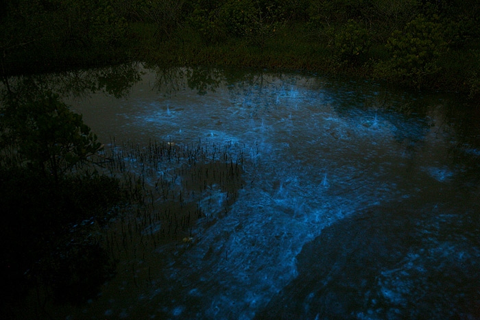 bioluminescence_plankton1.jpg