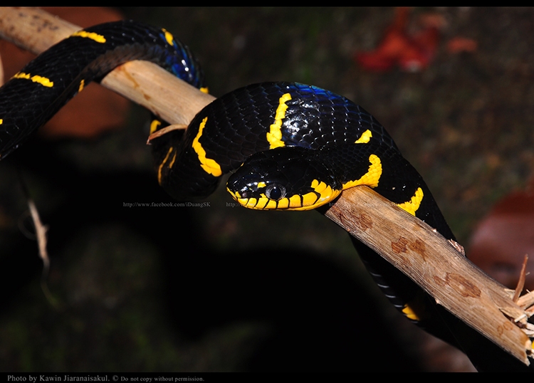 งูปล้องทอง Boiga dendrophila melanota