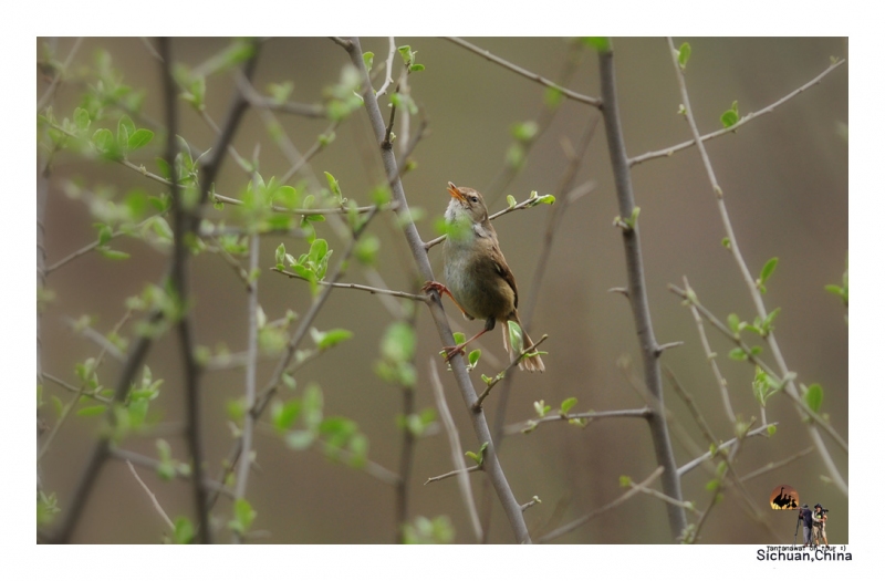 brownish-flanked-bush-warbler.jpg