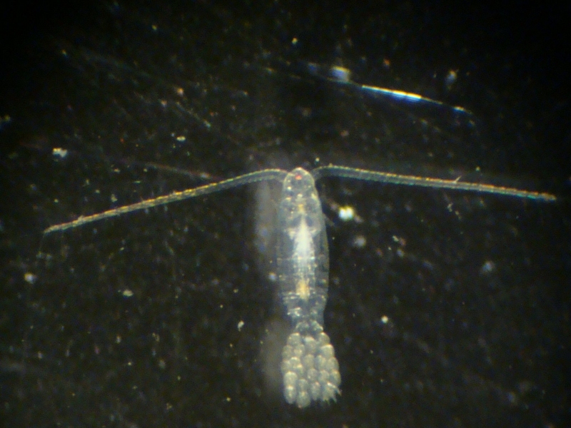 Calanoid copepod เพศเมีย