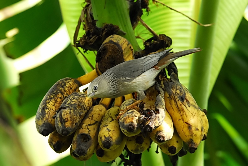 chestnut-tailed_starling-2.jpg