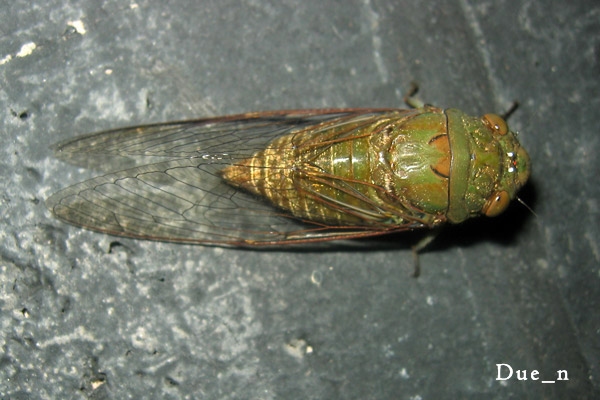 cicada1.jpg
