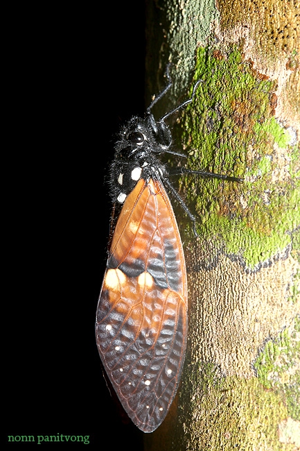 cicada_brown.jpg