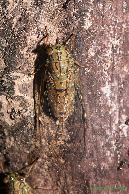 cicada_small.jpg