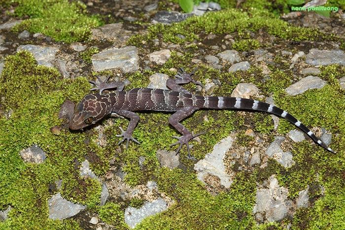 cyrtodactylus.jpg