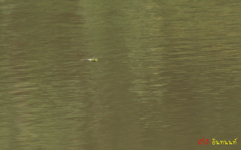 3 (เจ้าตัวนี้ Blue-tailed Green Darner ใช้มั้ย เห็นเหมือนในหนังสือแมลงปอ)