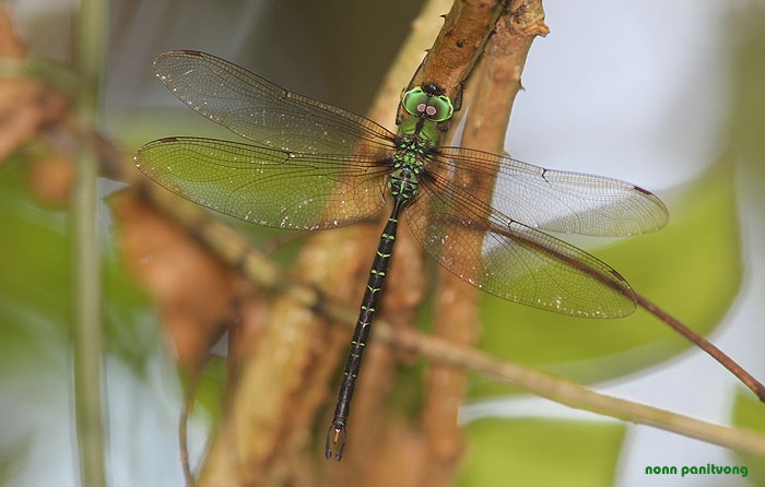 dragonfly_giant.jpg