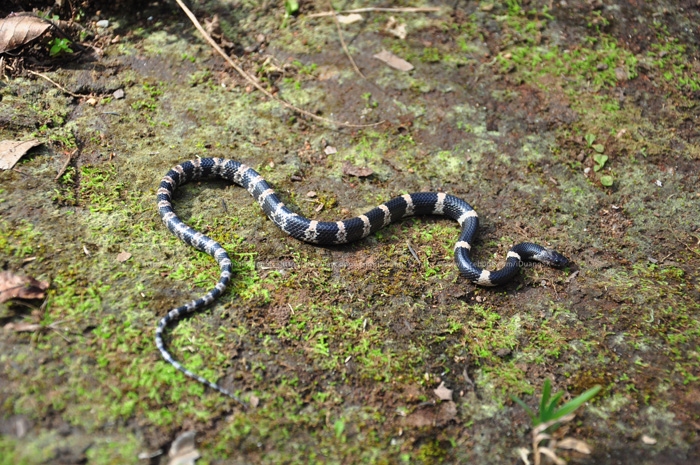 Indian Banded Wolf Snake