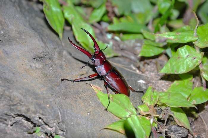 Poulton's stag beetle