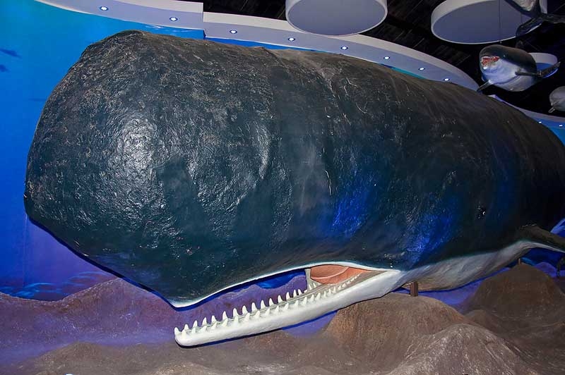 ในฮอล์ มี โมเดล Sperm whale ขนาดเท่าจริงครับ